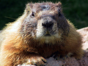 A Groundhogs Day Blessing or Curse? thumbnail