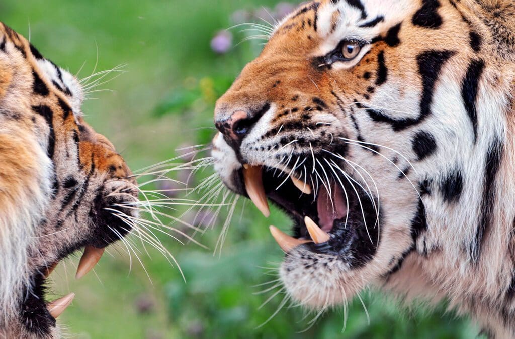 Why Your Team Won’t Collaborate (and What To Do About It)
